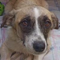 Mirabelle, geb 06/25, 95168 Marktleuthen, Hündin zur Adoption