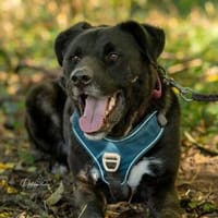 aktiver OREO sucht erfahrene Menschen, Hund zur Adoption