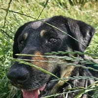 Aktive Nisha sucht Zuhause, Hündin zur Adoption