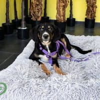 Andina sucht ihr Für-immer-Zuhause, Hündin zur Adoption