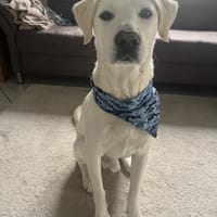 Denis - sensibler Rüde sucht Zuhause, Hund zur Adoption