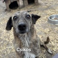 Schüchterne Csikos sucht ihren Menschen, Hündin zur Adoption