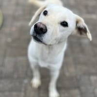 Anja - Liebenswerte Hündin sucht Zuhause, Hündin zur Adoption