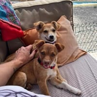 Die Minis Lilli und Lali suchen dich., Hündin zur Adoption
