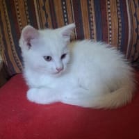 Chip Lausbub, Kater zur Adoption