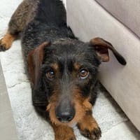Szölö sucht leider ein neues Zuhause :-(, Hündin zur Adoption