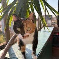 Hazel aus dem Tierschutz, Katze zur Adoption