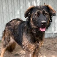 Benji (Bogat) Charmanter Rüde sucht sein, Hund zur Adoption