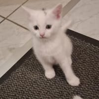 Chap Wirbelwind, Kater zur Adoption