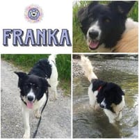 FRANKA -Menschenbezogene Junghündin-, Hündin zur Adoption