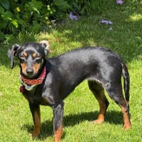Lina - vorsichtig & verschmust, Hündin zur Adoption