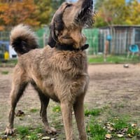 Belial Wilbert von Barthausen, Hund zur Adoption