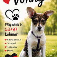 Vonny - verschmust & neugierig, Hündin zur Adoption
