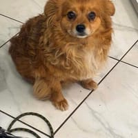 Chili, eine perfekte Anfängerhund, Hündin zur Adoption
