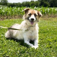 Albino sucht sein Für-immer-Zuhause, Hund zur Adoption