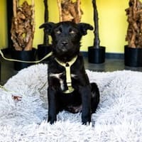 Pepper sucht sein für immer zu Hause...., Hund zur Adoption