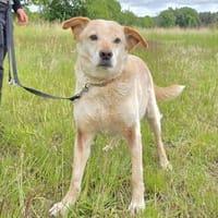 Alfredo  Ein ruhiger Senior sucht ❤, Hund zur Adoption