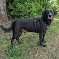 Labradormischling Pauli sucht Familie, Hund zur Adoption