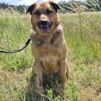 🐾 Samson  charmanter Familienhund, Hund zur Adoption