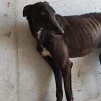 Shari, eine sanfte Seele, Hündin zur Adoption