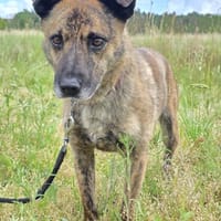 Sammy  - freundlicher Hundemann, Hund zur Adoption