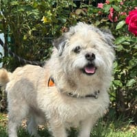 MANGO, chien à adopter