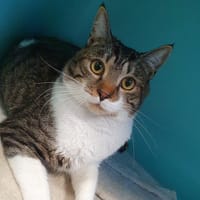 EXTASE CHA, chat à adopter