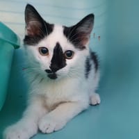 ZEPHYR CHA, chat à adopter