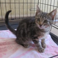 COOKIE, chat à adopter