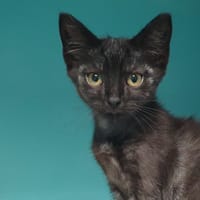 FABULEUX CHA, chat à adopter
