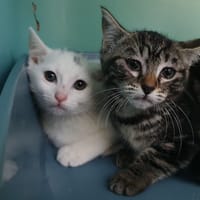 AMBER CHA, chatte à adopter