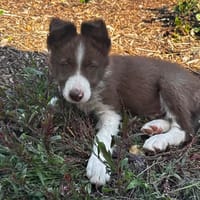 BINIOU, chien à adopter