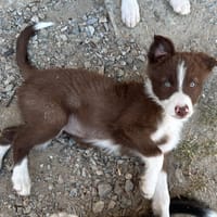 BILLIE, chienne à adopter