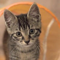 DUC C, chat à adopter