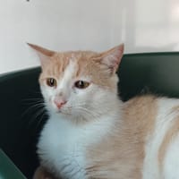 Syrax, chat à adopter