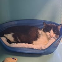DISCO QCT, chat à adopter