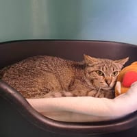SALSA QCT, chatte à adopter