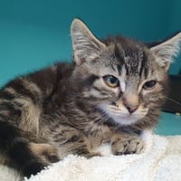 ALEGRE CHA, chat à adopter