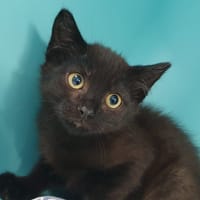 EVIDENCE CHA, chat à adopter
