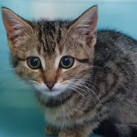 WIKTORIA CHA, chatte à adopter
