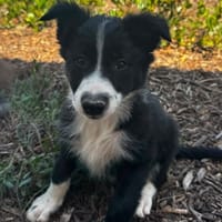 BAMBA, chienne à adopter