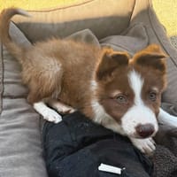 BANJO, chien à adopter