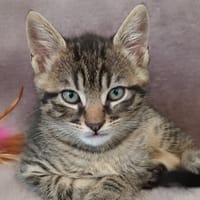 PRINCE C, chat à adopter