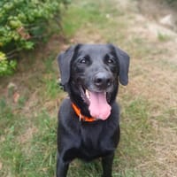 Rio, chien à adopter