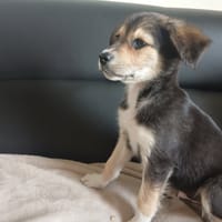DORMEUR QCN, chien à adopter