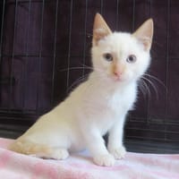sonic, chat à adopter