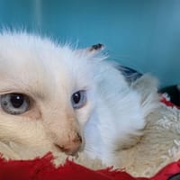 COTON QCT, chat à adopter