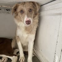 CACAHUETE, chienne à adopter