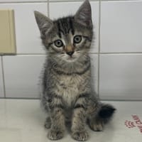 Biscotte, chatte à adopter