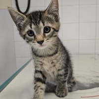 Bidule, chat à adopter